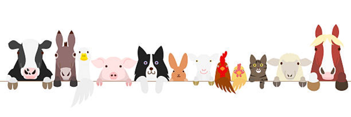 甲南ペットクリニック